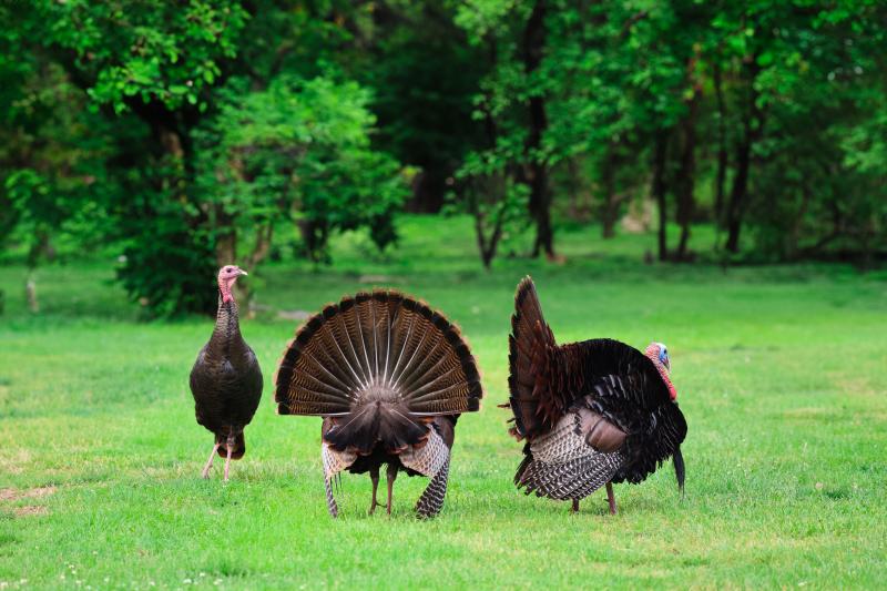 Wild Turkey