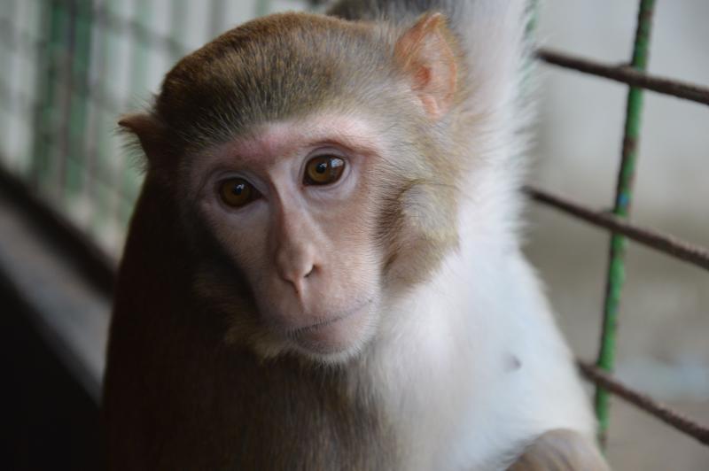 Primates for Research