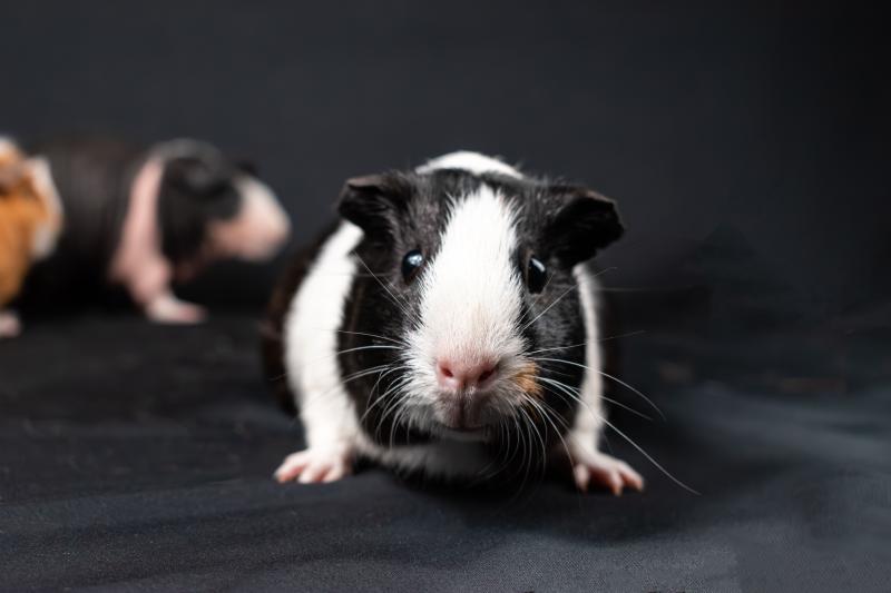 Research Guinea Pigs