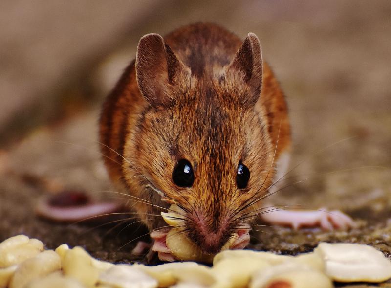 Research Mice