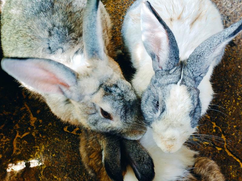 Research Rabbits