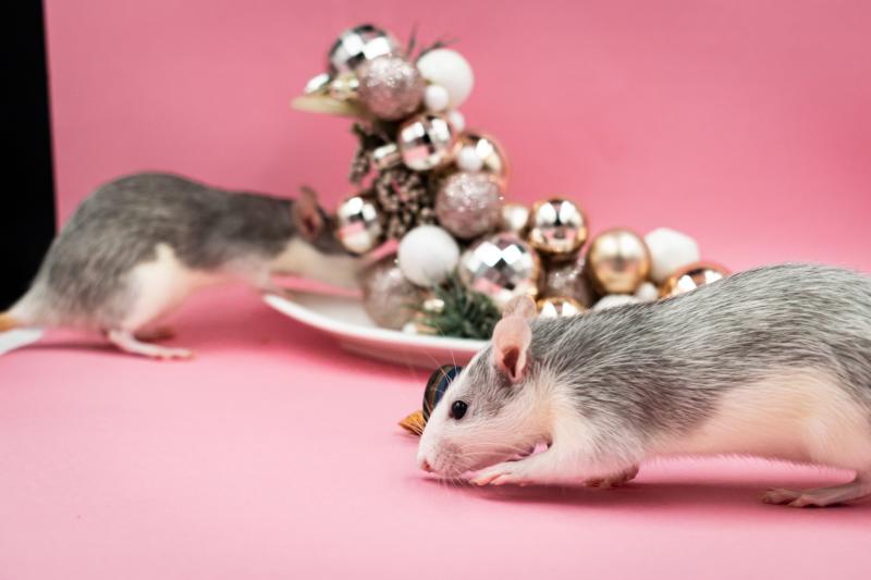Research Rats