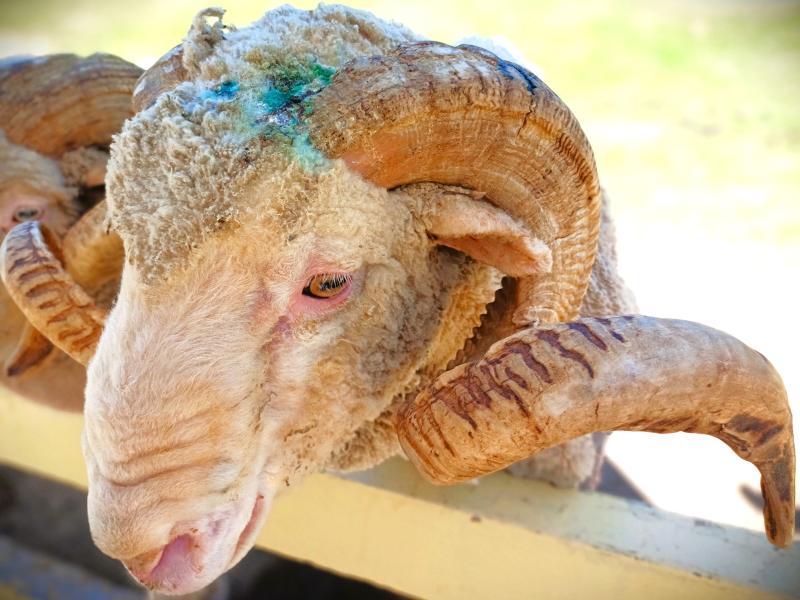 Farm Animal Rescue