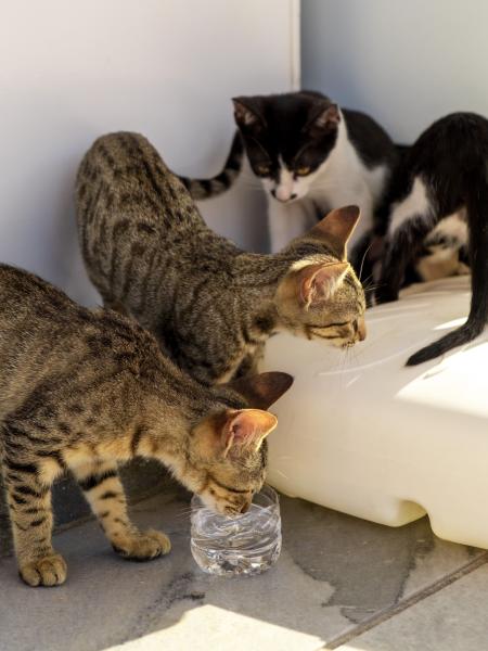 Foster & Rescue Animals