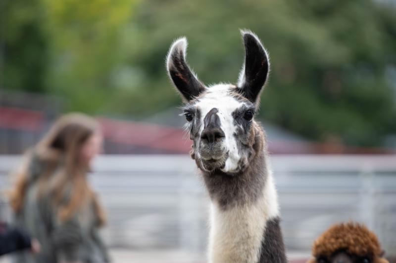 Wildlife Rehabilitation