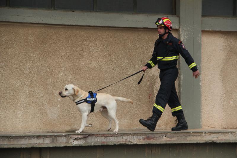 Detection Animals