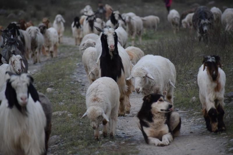 Herding Animals