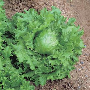 Lettuce, Kaiser MI Packet