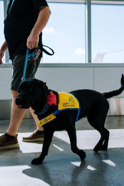 Service & Therapy Animals