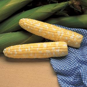 Corn, Serendipity Hybrid Packet