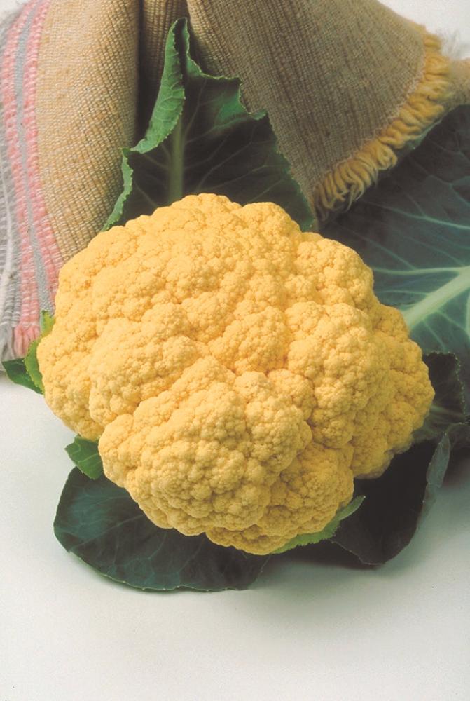 Cauliflower, Cheddar Hybrid Packet