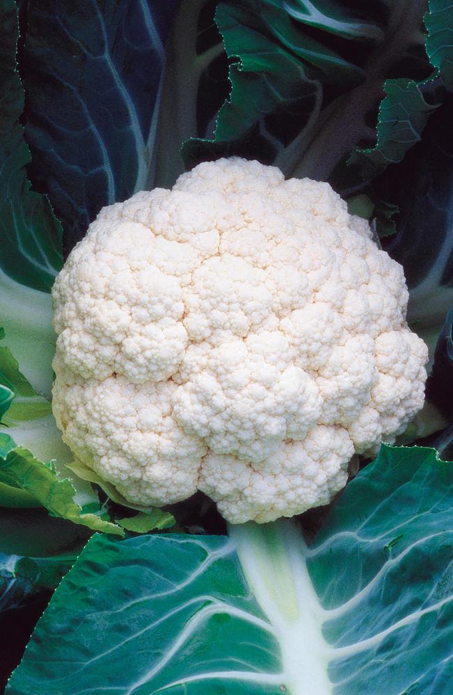 Cauliflower, Minuteman Hybrid Packet