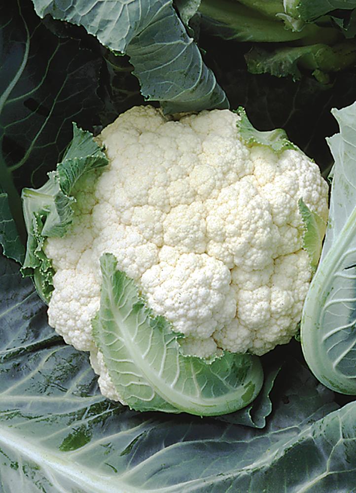Cauliflower, Snow Crown Hybrid Packet