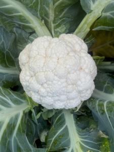 Cauliflower, Tessaury F-1 Organic Packet