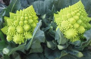 Cauliflower, Veronica Hybrid Organic Packet