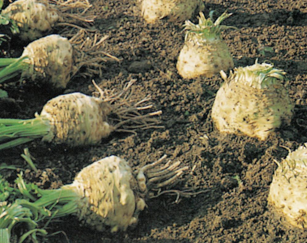Celeriac, Giant Prague-Dolvi Packet