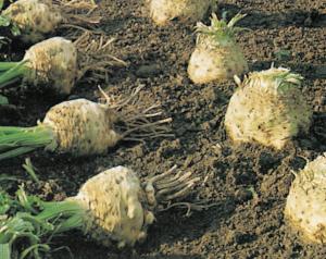 Celeriac, Giant Prague-Dolvi Packet