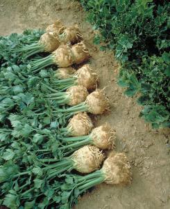 Celeriac, Mars Organic Packet