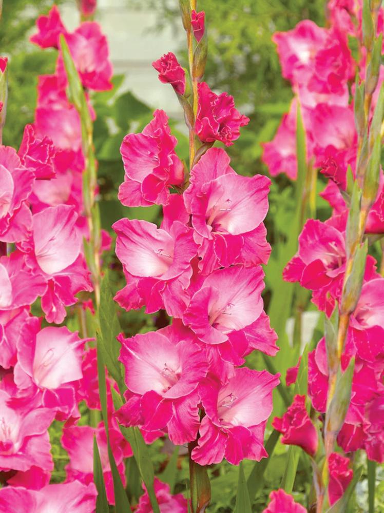 Gladioli, Fairytale Pink 10 bulbs