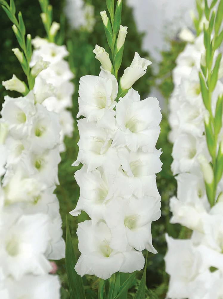Gladioli, Nova Zembla 10 bulbs