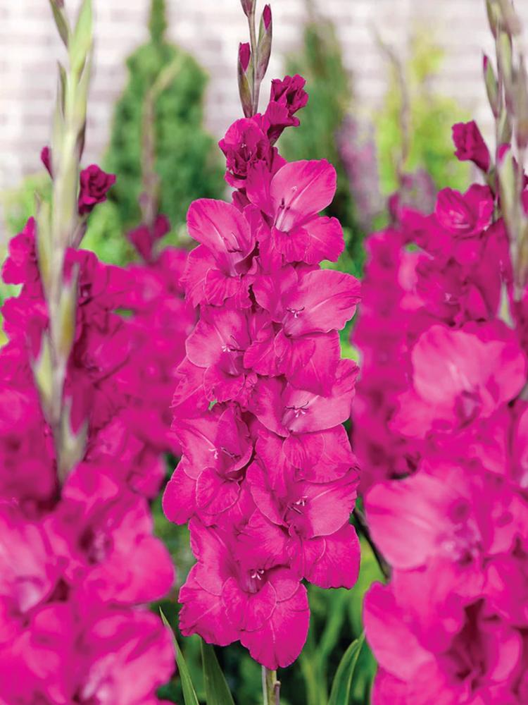 Gladioli, Aurora 10 bulbs