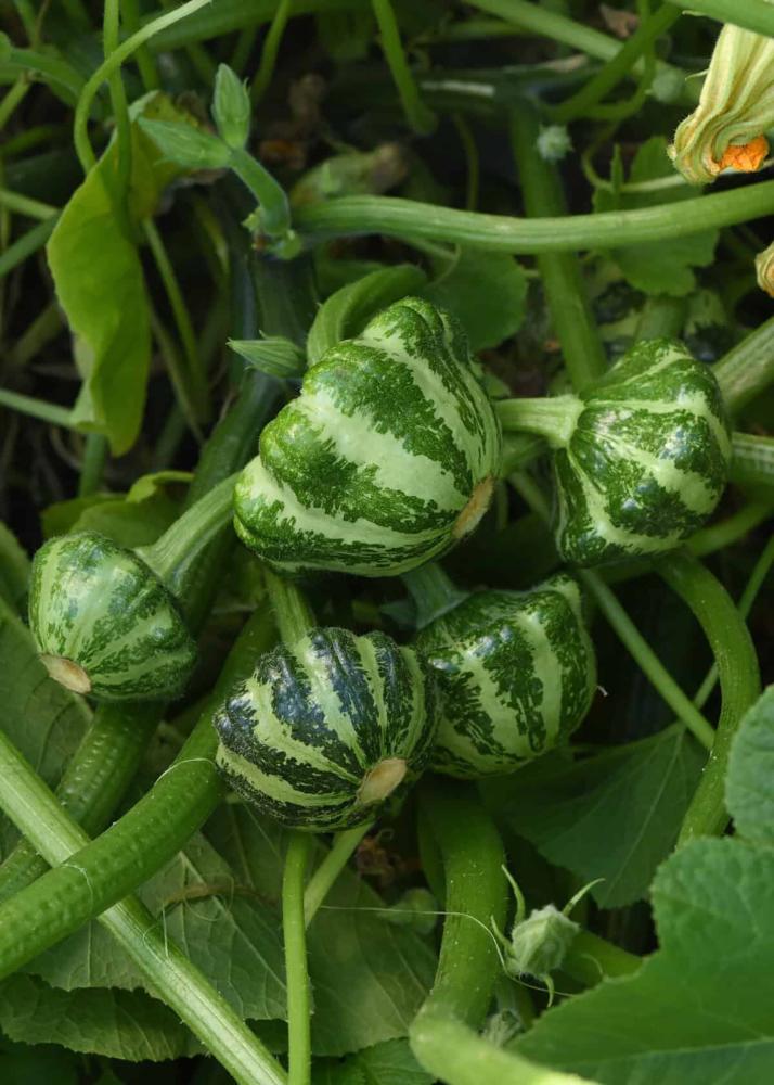 Summer Squash, Green Lighting Hybrid Packet