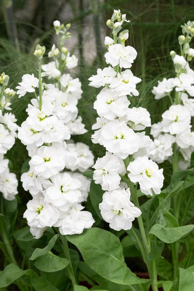 Stocks, Anytime White Packet