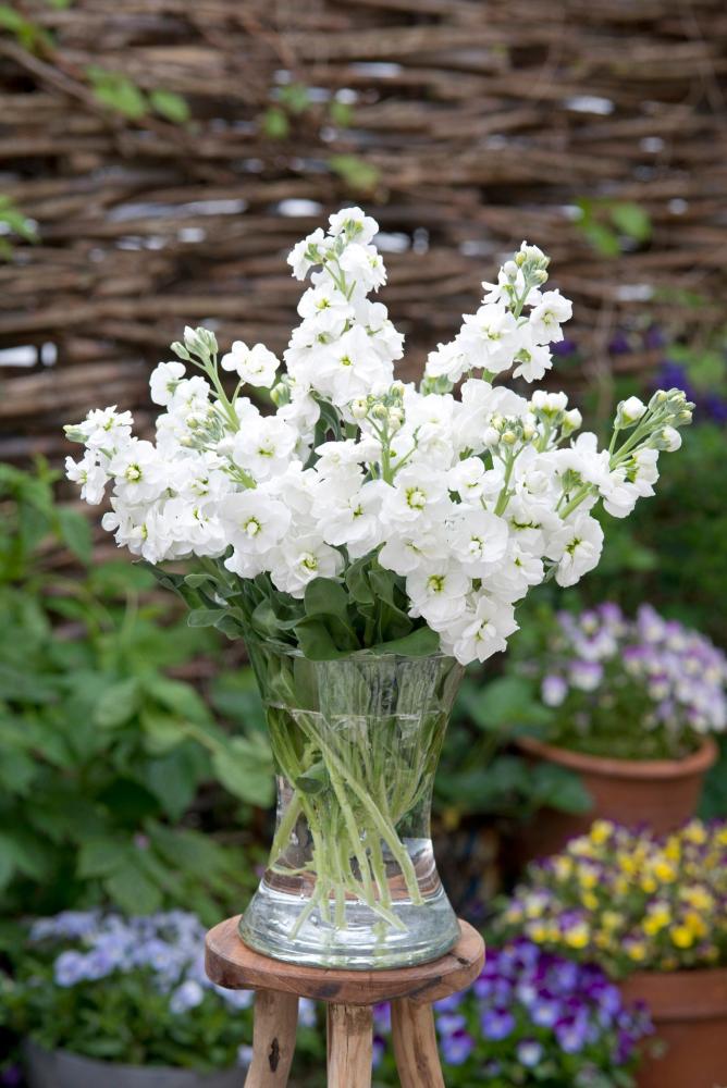 Stocks, Anytime White Packet