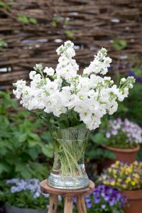Stocks, Anytime White Packet
