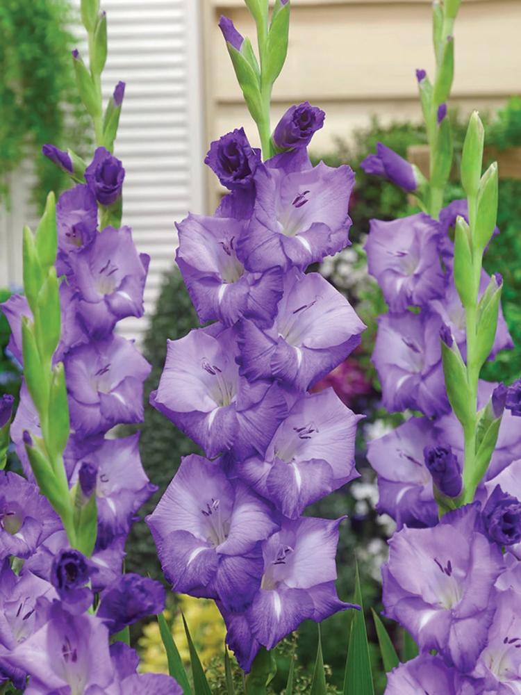 Gladioli, Mojito 10 bulbs