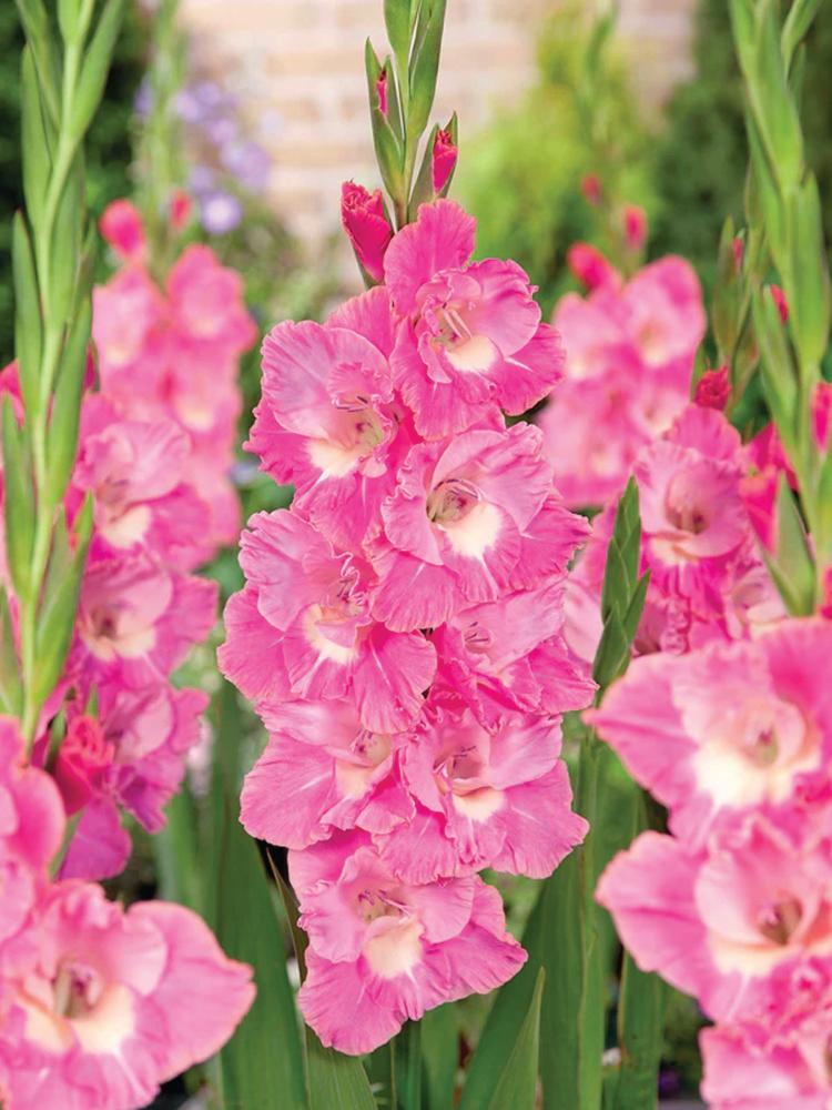 Gladioli, Pink Parrot 10 bulbs
