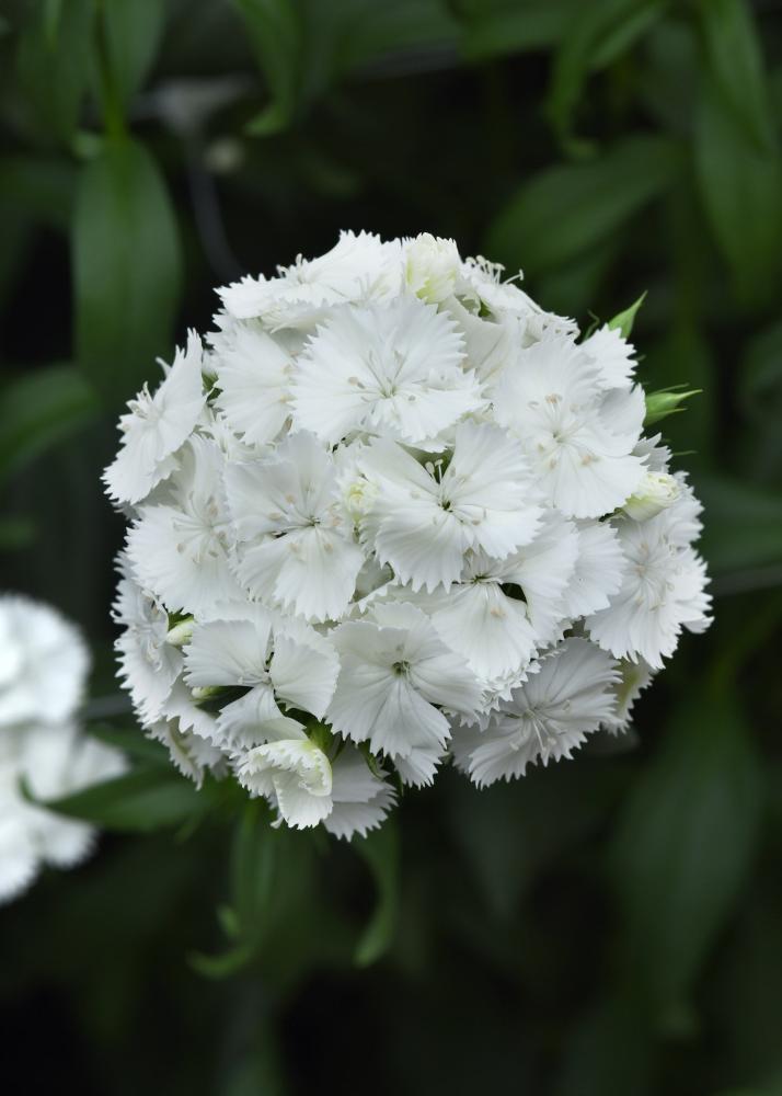 Dianthus, Sweet White Packet