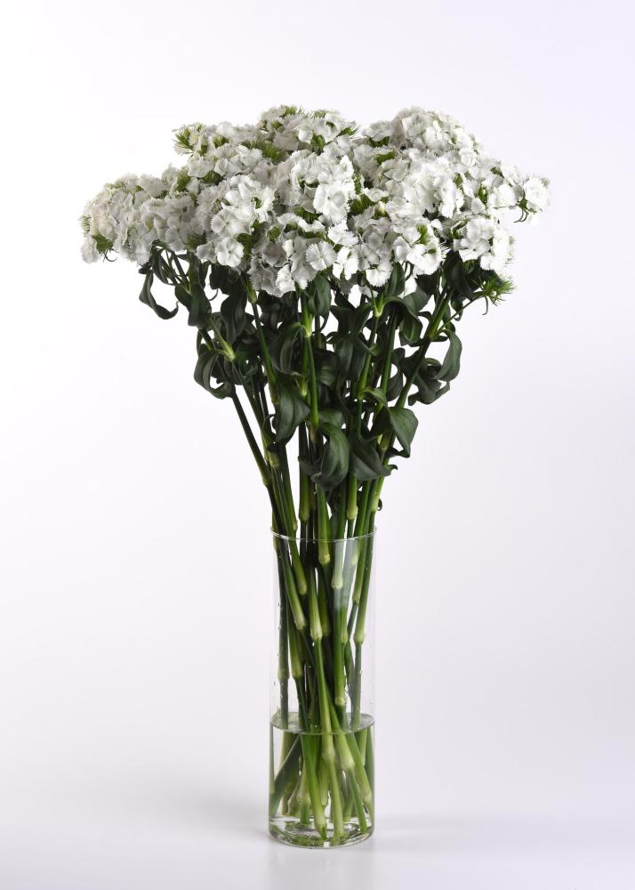 Dianthus, Sweet White Packet