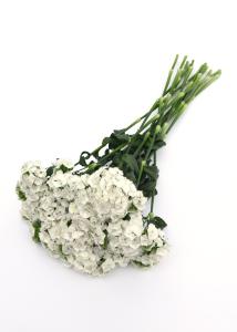 Dianthus, Sweet White Packet