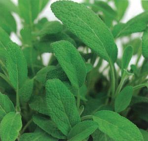 Sage,Ceres Organic Packet