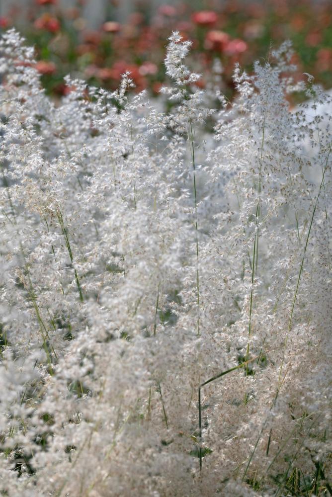 Grasses, Melinis Silver Queen Packet