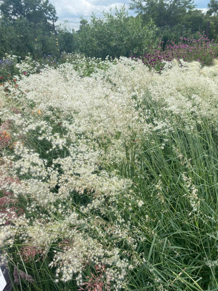 Grasses, Melinis Silver Queen Packet