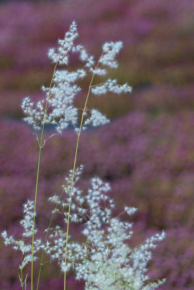Grasses, Melinis Silver Queen Packet
