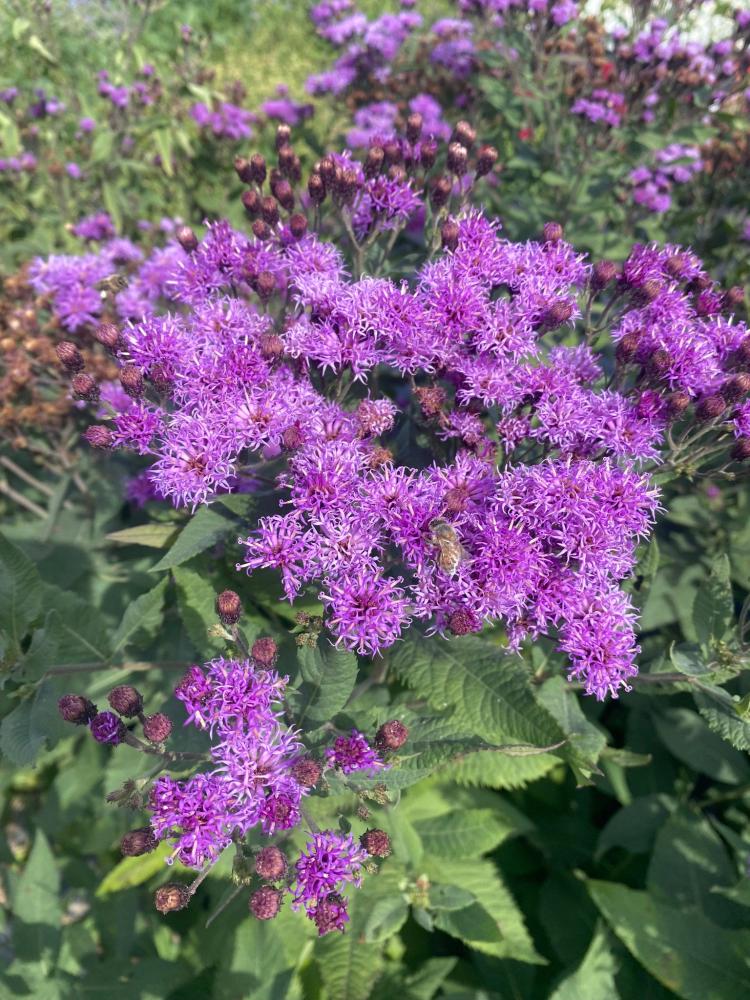 Vernonia, Smooth Ironweed Packet