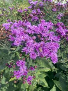 Vernonia, Smooth Ironweed Packet
