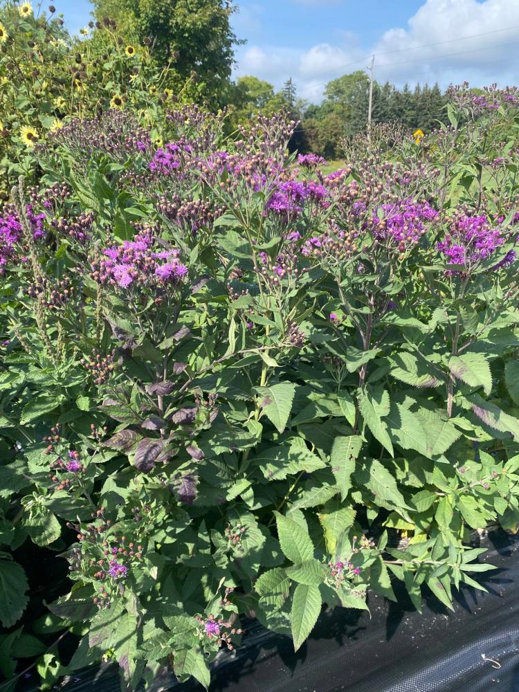 Vernonia, Smooth Ironweed Packet