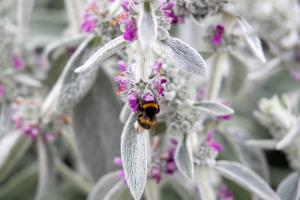 Stachys, Furby Packet