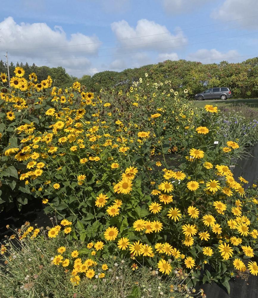 Heliopsis, Ox Eye Sunflower Packet