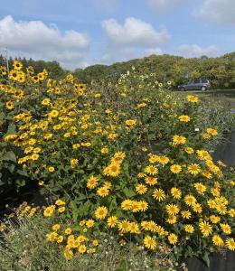 Heliopsis, Ox Eye Sunflower Packet