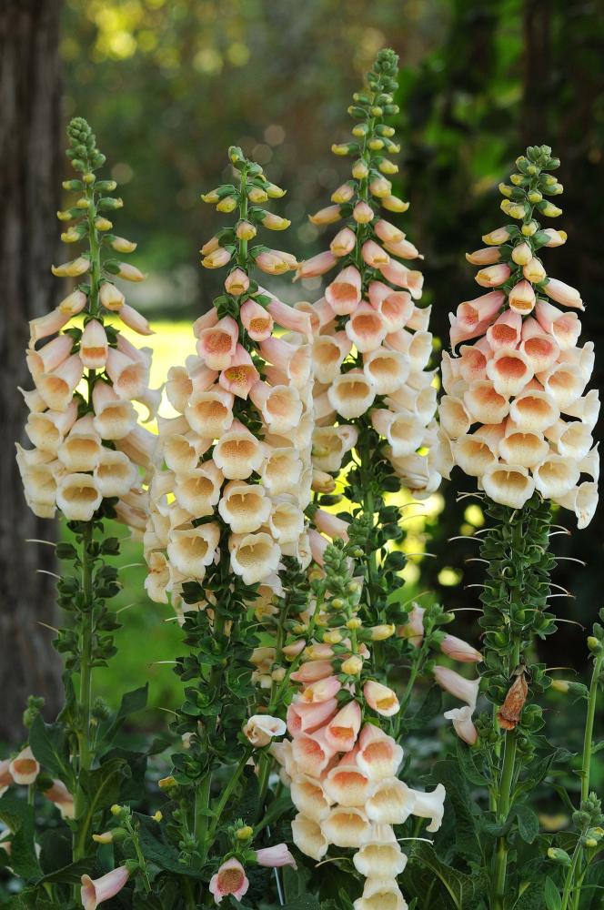 Foxglove, Dalmatian Peach Packet