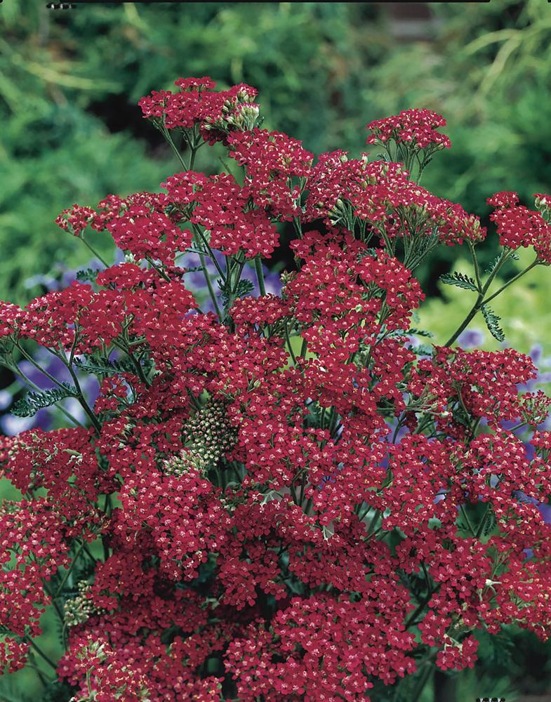 Achillea, Cassis Packet