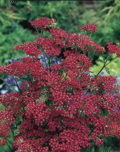 Achillea, Cassis Packet