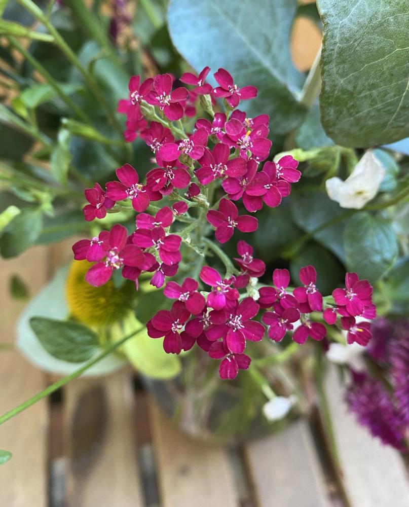 Achillea, Cassis Packet