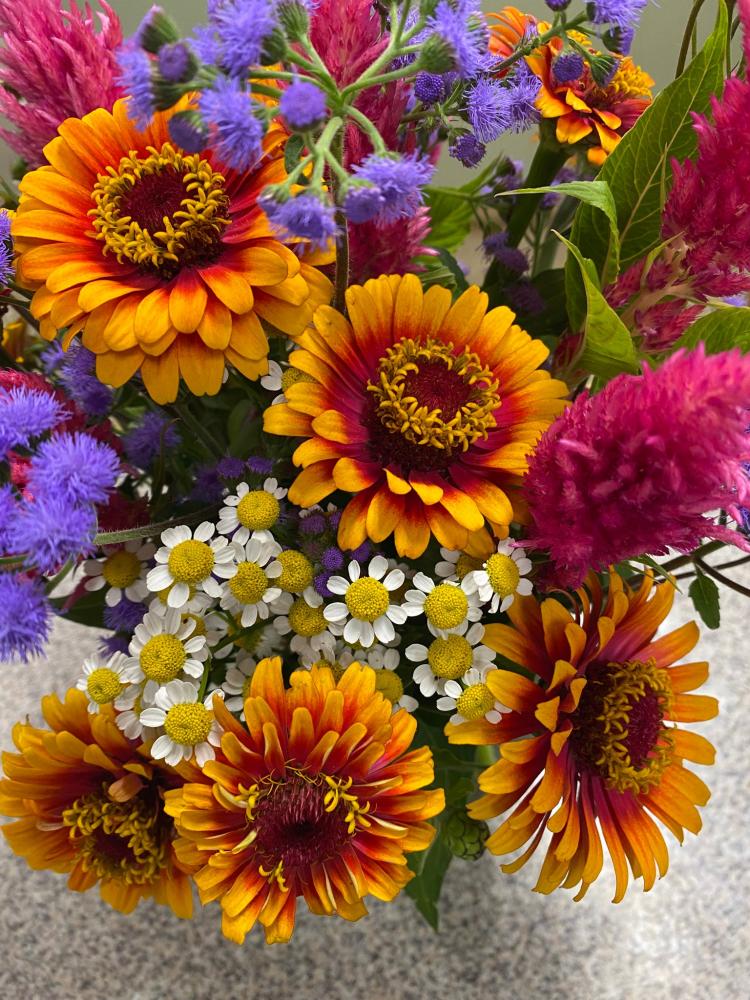 Zinnia, Zowie! Yellow Flame Packet