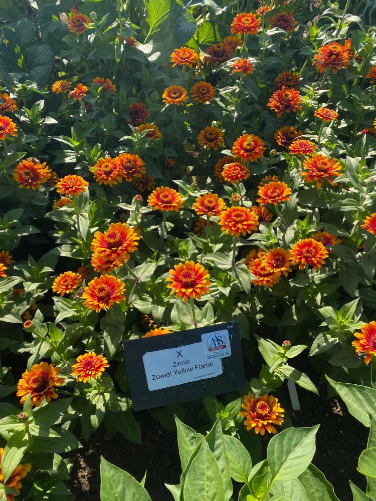 Zinnia, Zowie! Yellow Flame Packet